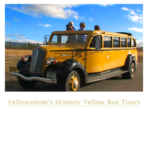Yellow Bus Tours